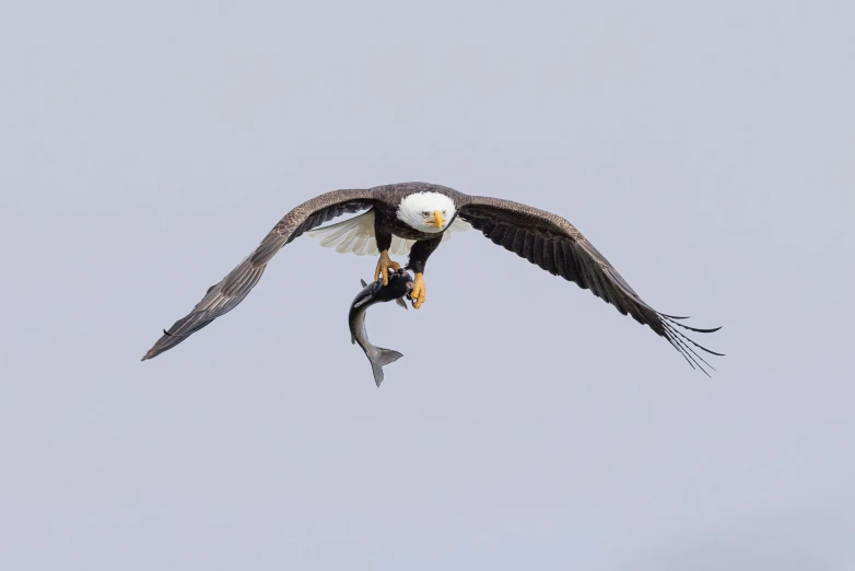 an adult bald eagle swooping its wings while flying with fish in it's talons