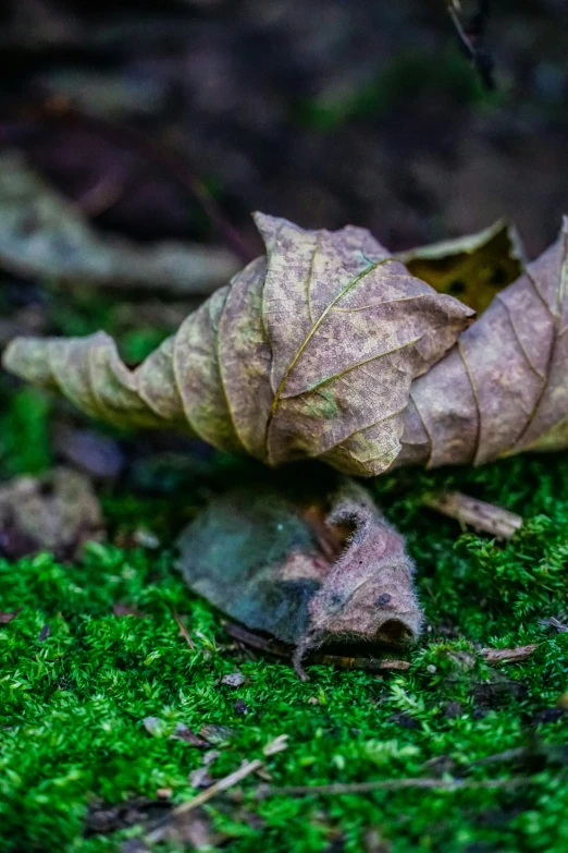 the leaves are growing out of the moss