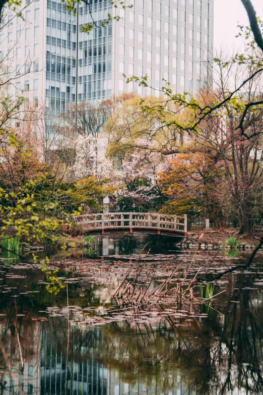 a pond surrounded by lots of water plants