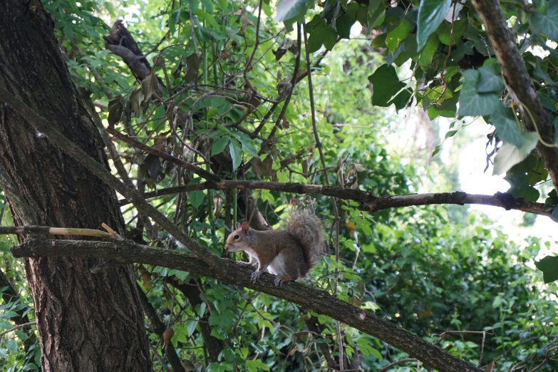 a squirrel is sitting on the nch of a tree