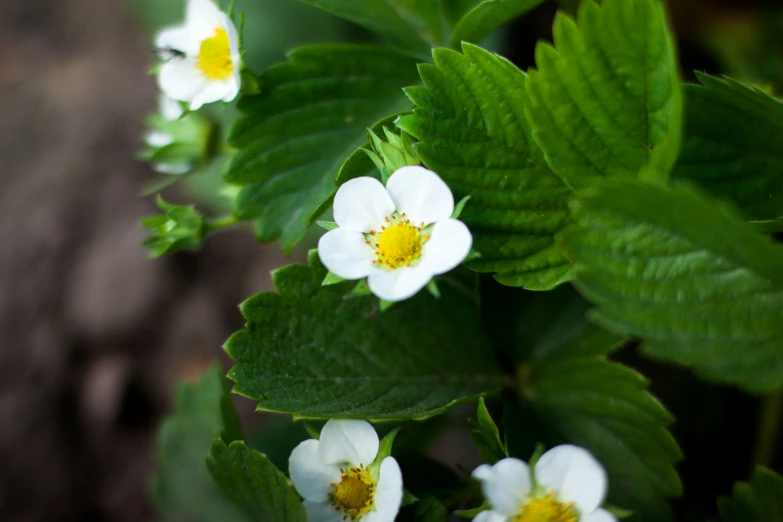 a bush with white and yellow flowers, some green leaves