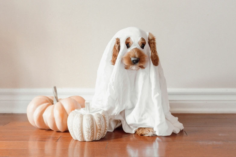 a dog dressed in a ghost costume is on the floor