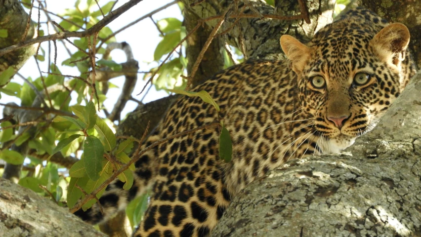 a leopard with a large leopardish look on its face standing on the nches of a tree