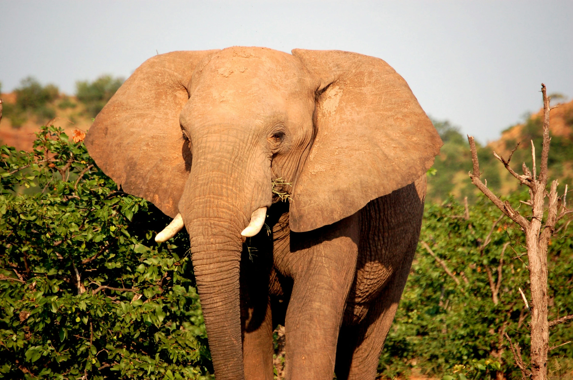 the front end of an elephant's face and head