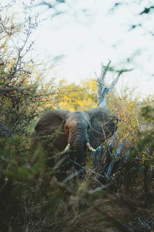 an elephant is standing in some tall brush