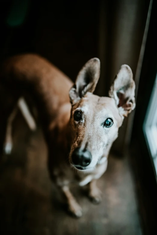 the dog is standing in front of the open door