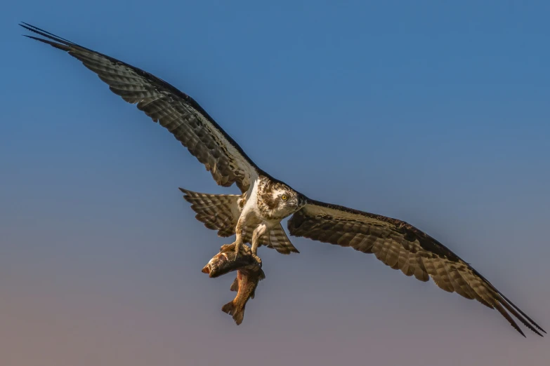 a bird is flying in the sky above itself