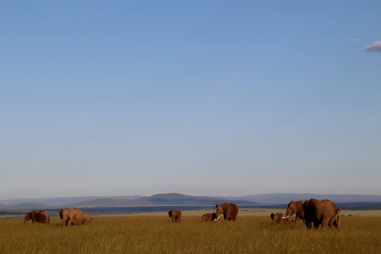 several elephants in a grassy field with mountains in the distance