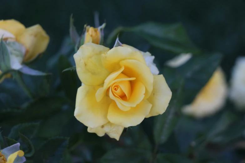 a yellow rose that is very large and colorful