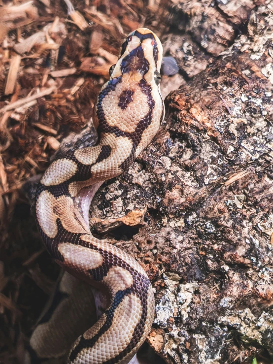 a large snake that is laying on a rock