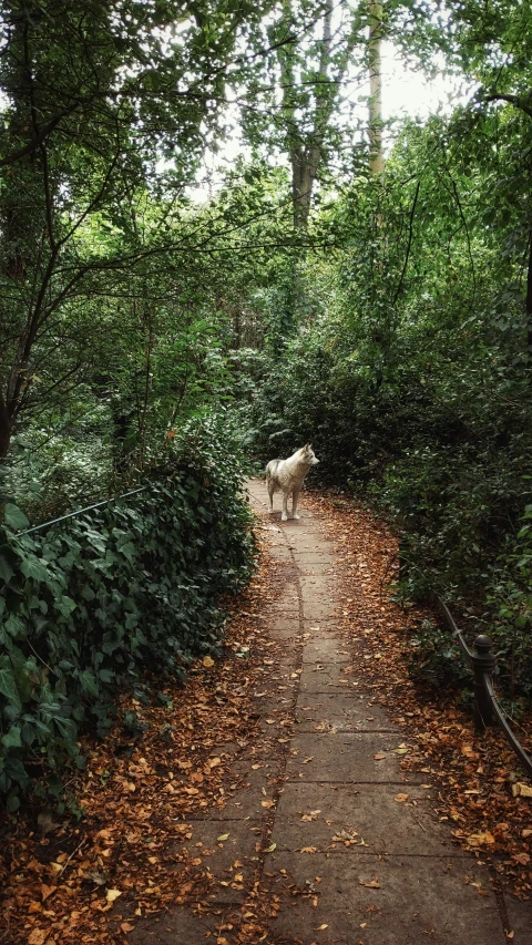 an animal walking down a leaf covered path in the woods