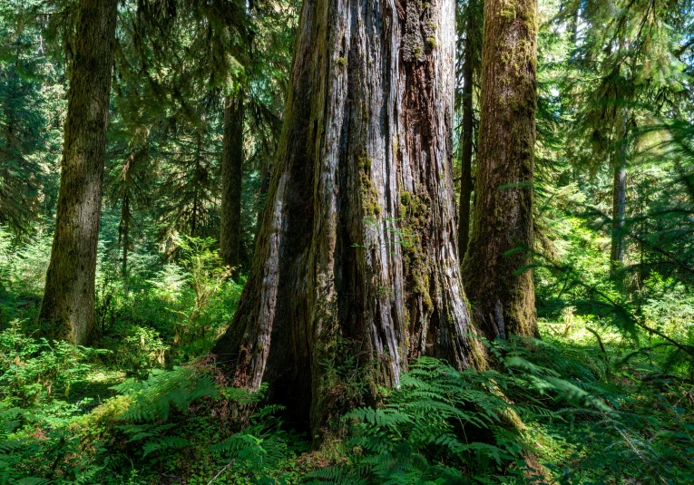 a mossy tree in the woods with green vegetation