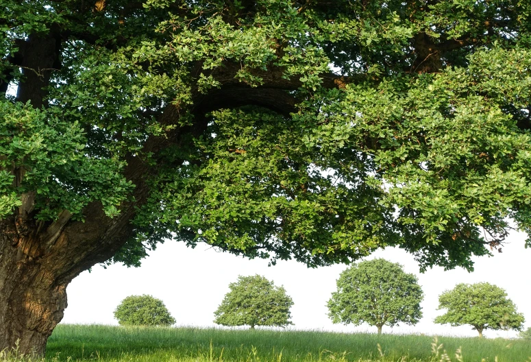 a herd of wild animals grazing under a large tree