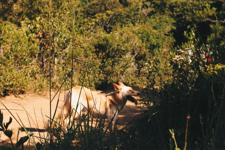 a dog laying in the woods near tall grass