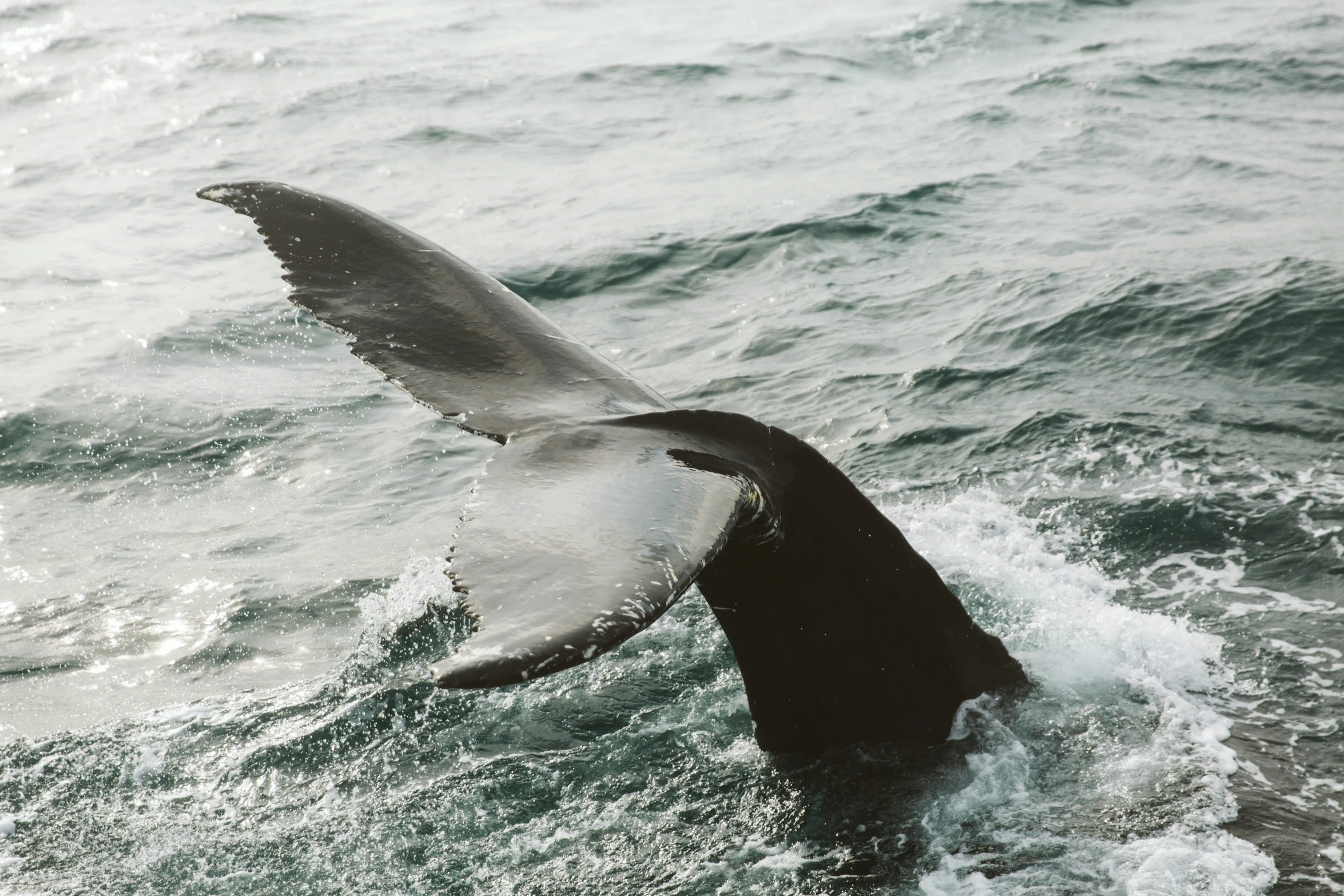 a big whale is just about to dive into the water