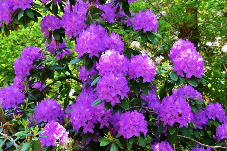 purple flowers stand out in the woods among green leaves