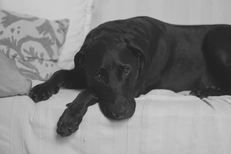 a dog laying on a couch with its head on the pillows