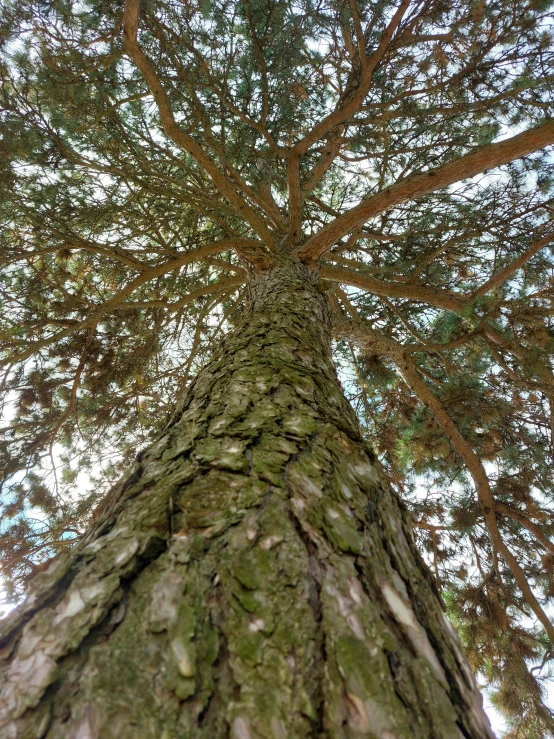 a high up view of the canopy of an old, moss covered tree