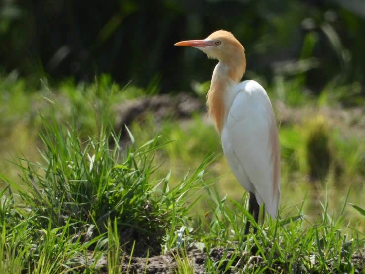 a white bird with a yellow head and beak sits in tall grass