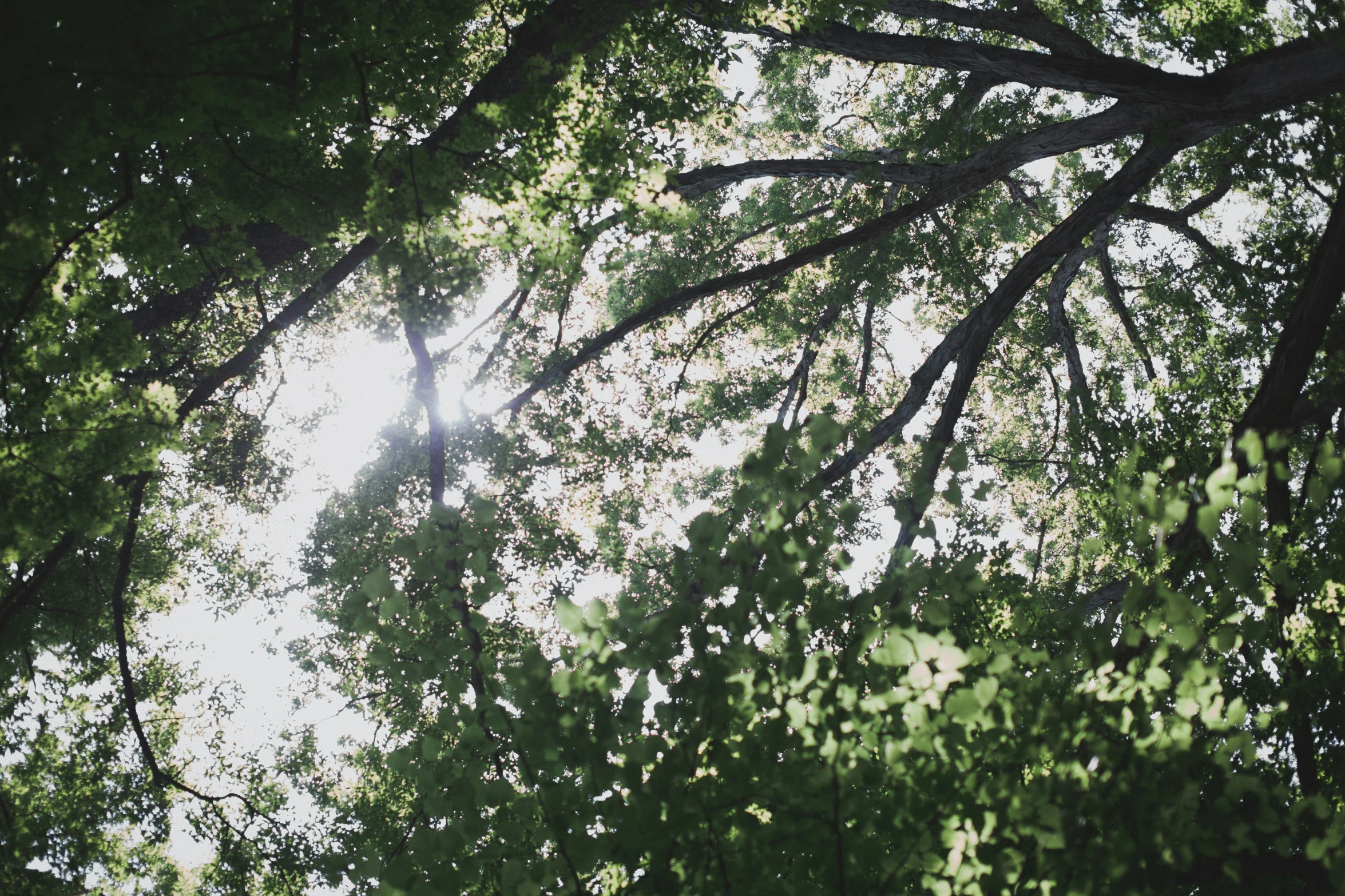 sunlight is shining through the nches of the trees