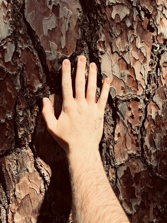 a persons hand is in front of a tree trunk