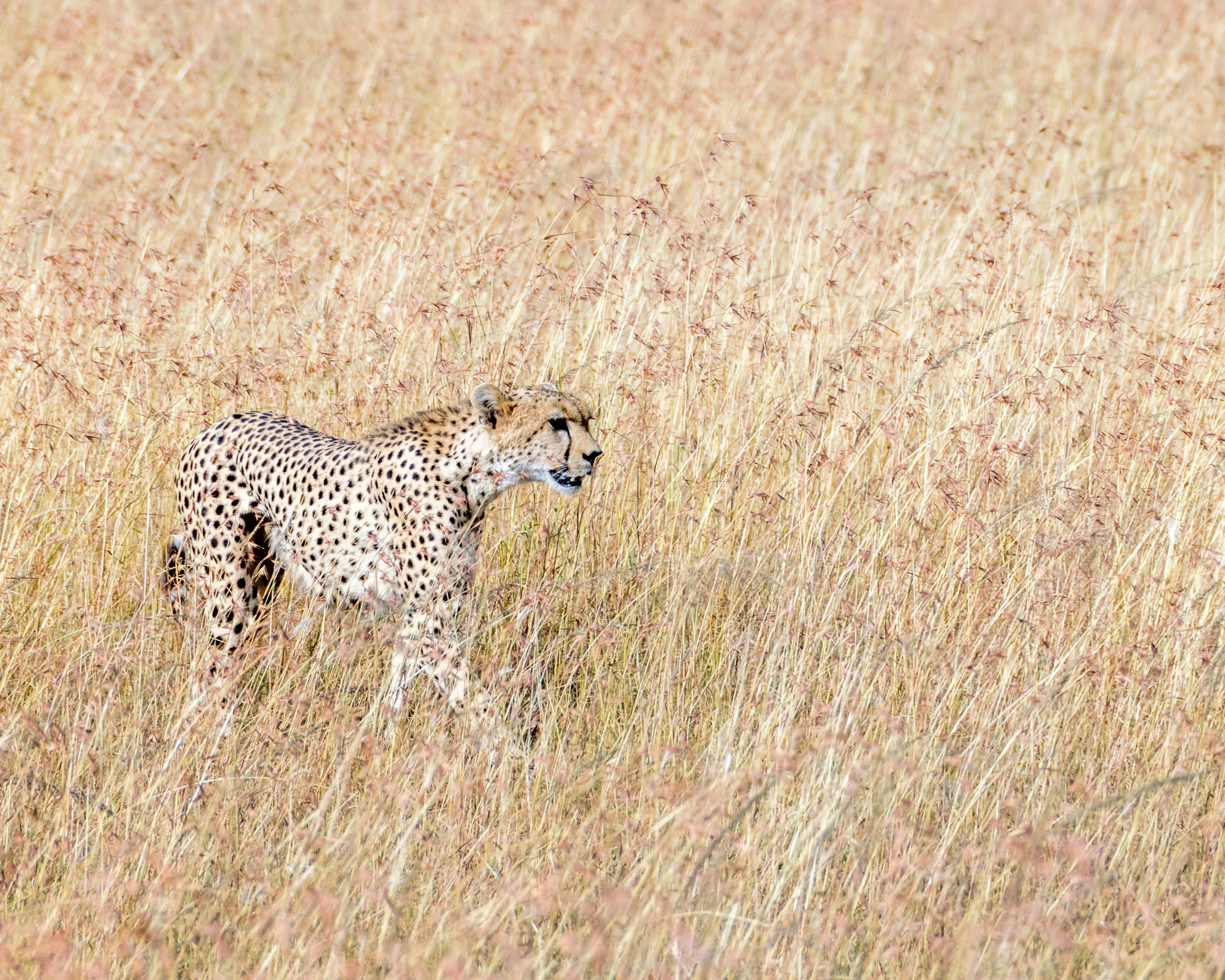 a cheetah standing in tall grass looking around