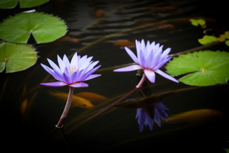 a close up of two pink flowers sitting in water