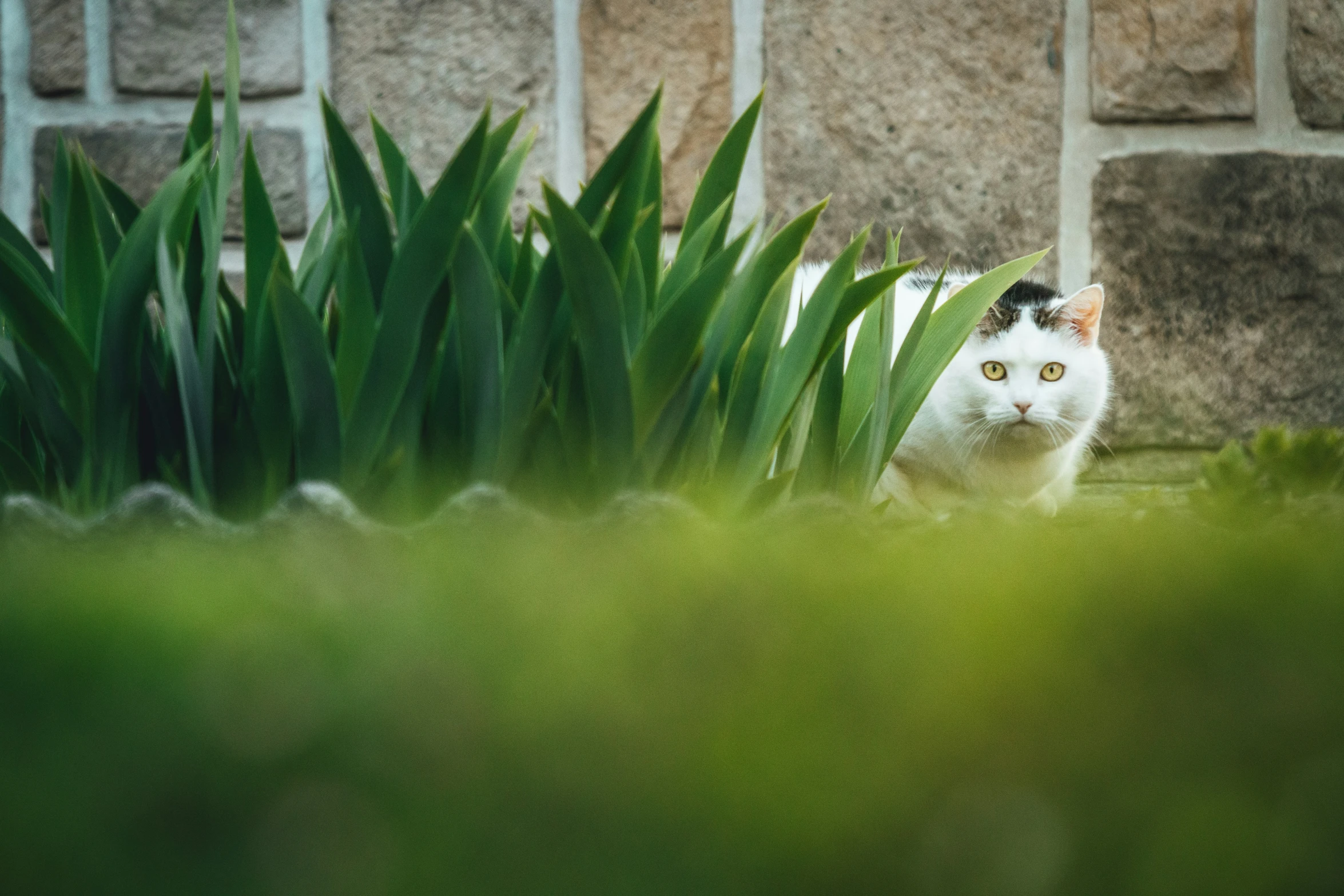 a white cat sitting in the grass looking at the camera