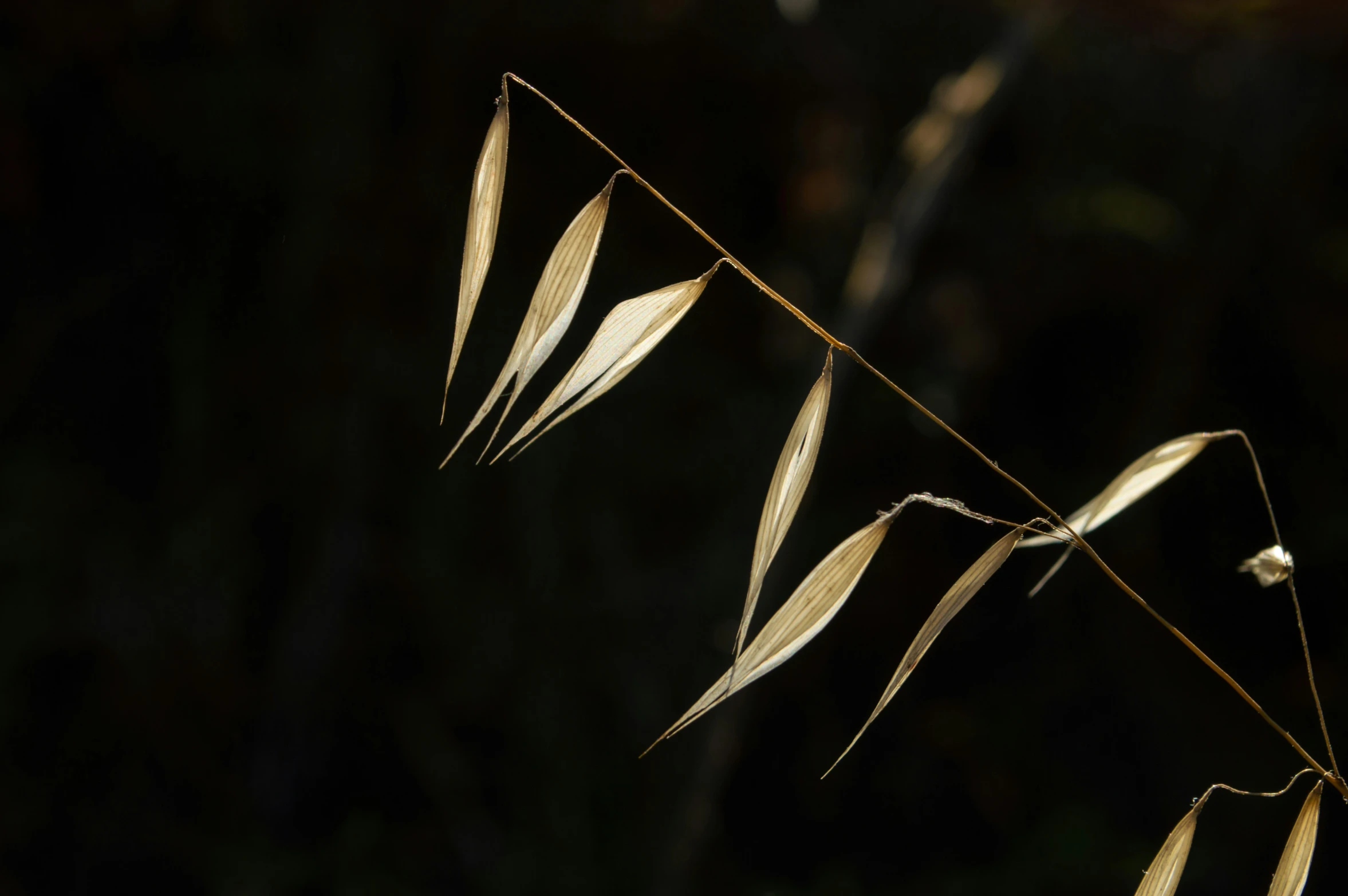 grass plants with white long leaves in the dark