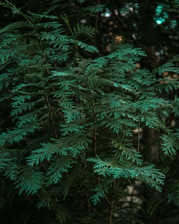 closeup of the nches of green conifer tree