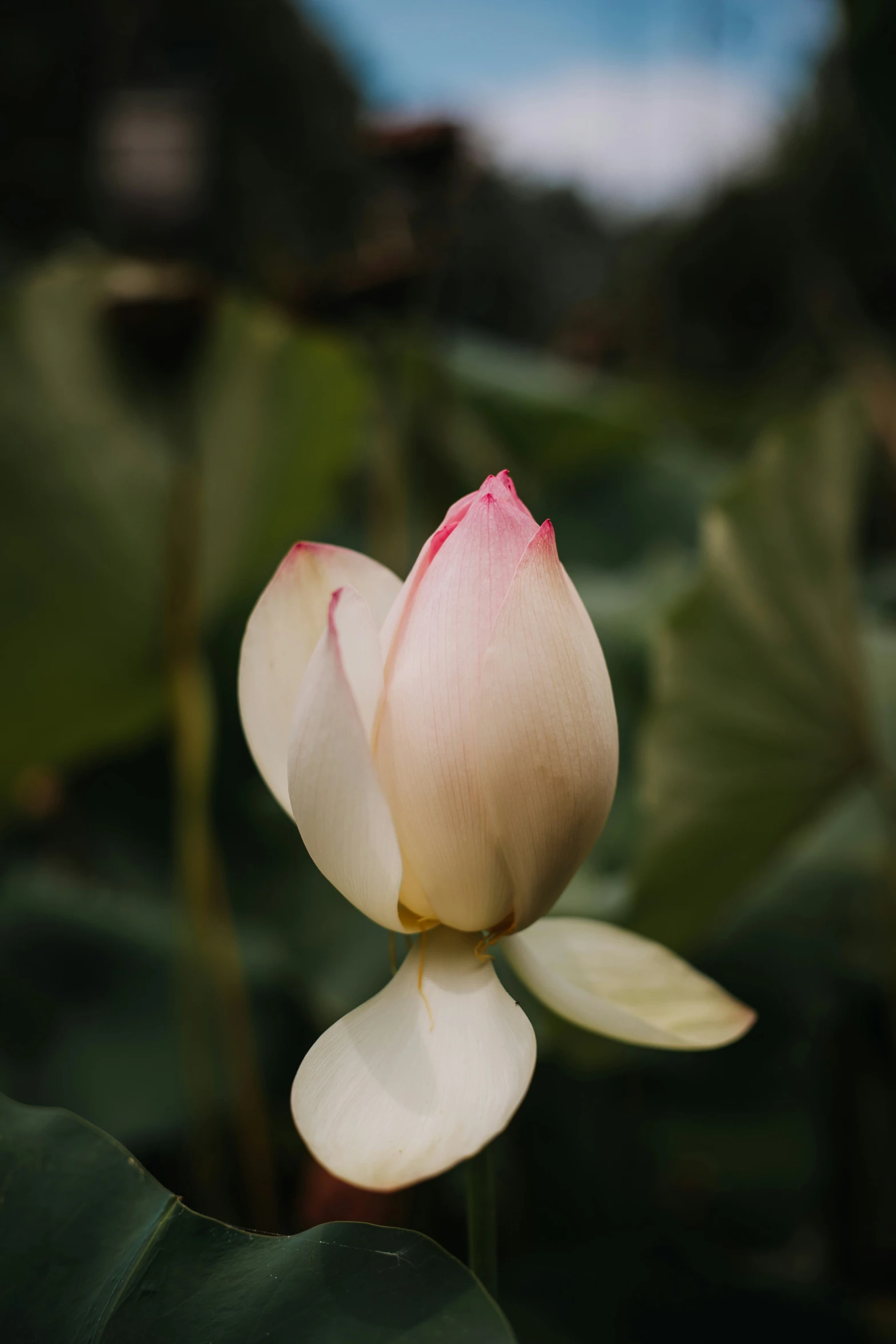 a beautiful pink flower sitting on top of a green plant