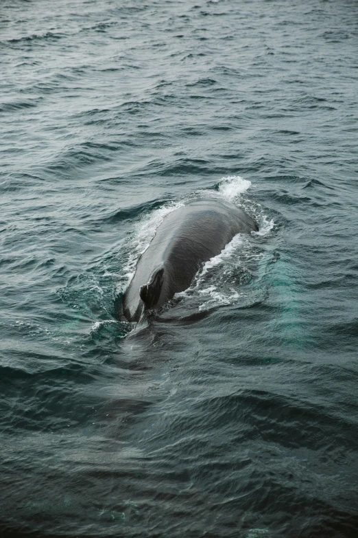 a whale with it's mouth open in the water