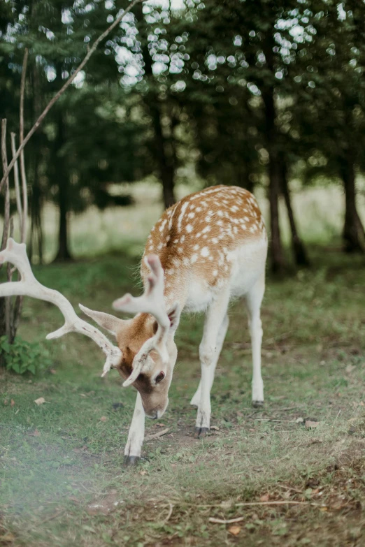 a deer that is grazing on some grass