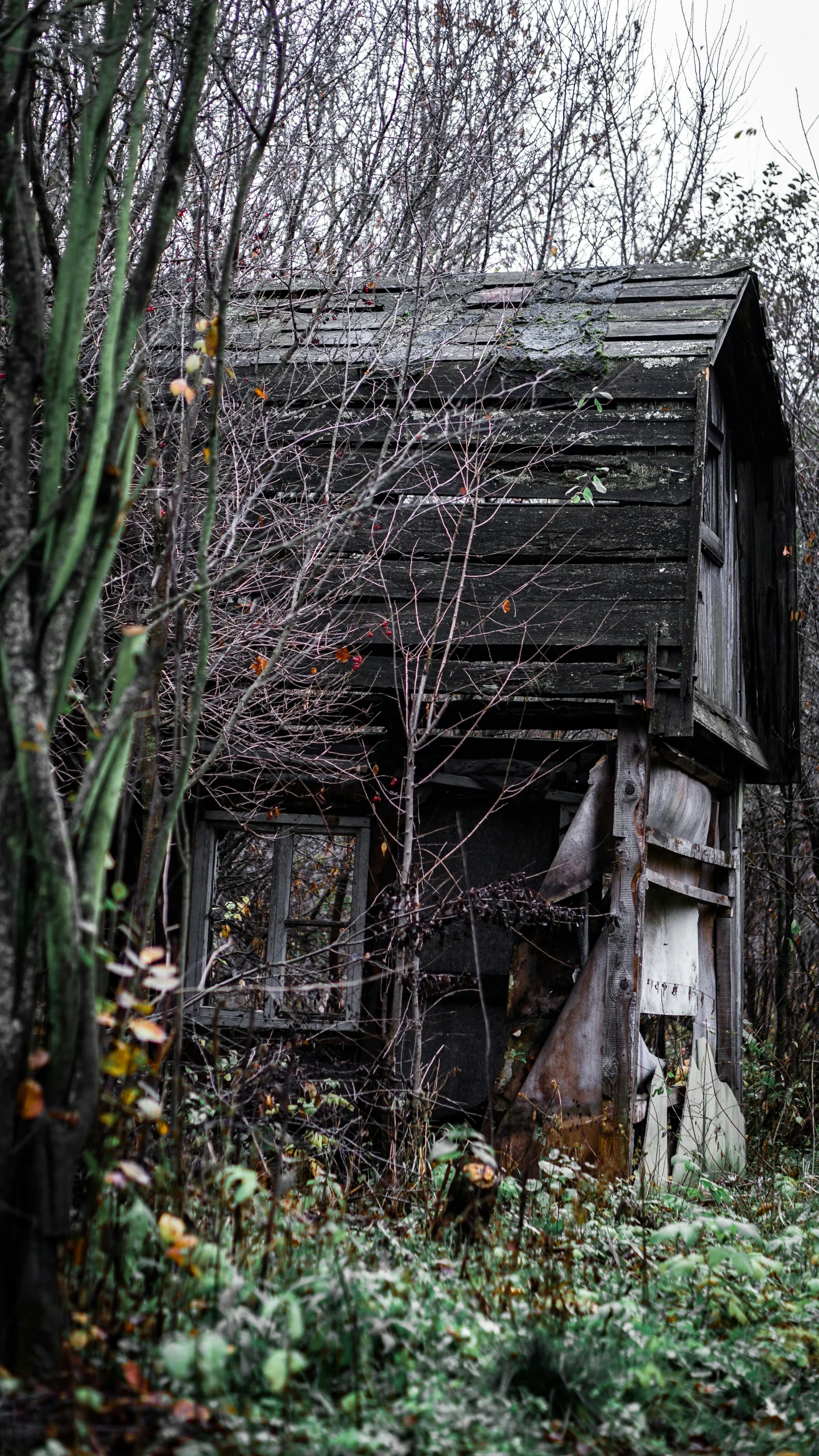 a dilapidated house overgrown by weeds and trees