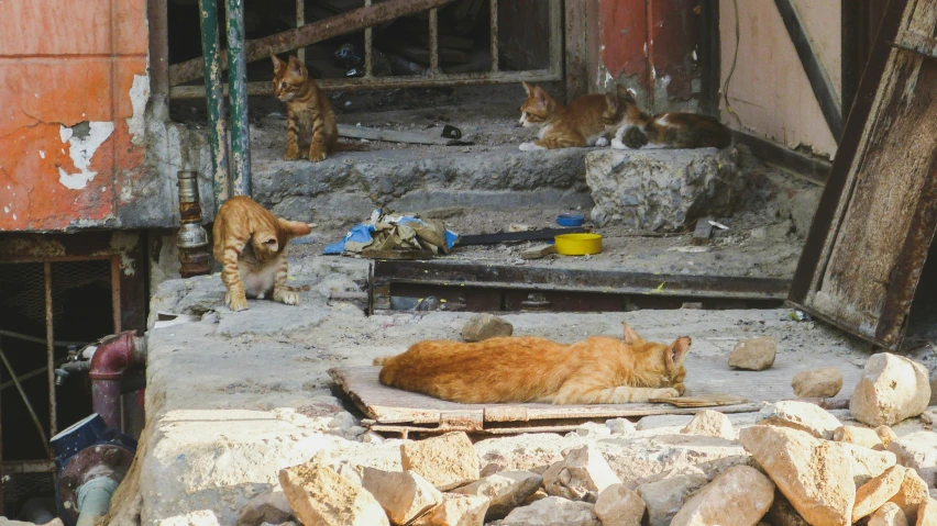 there are many cats standing on the stairs together