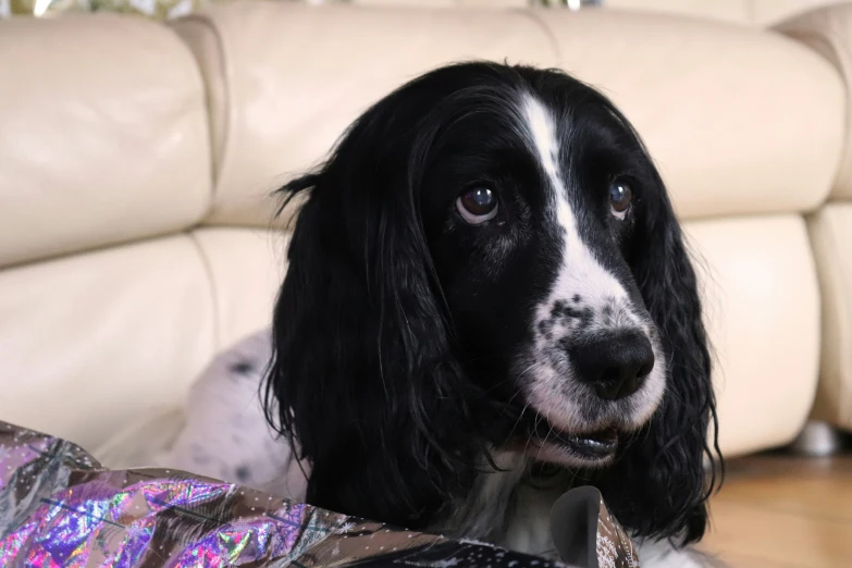 a dog sitting on top of a couch near a bag