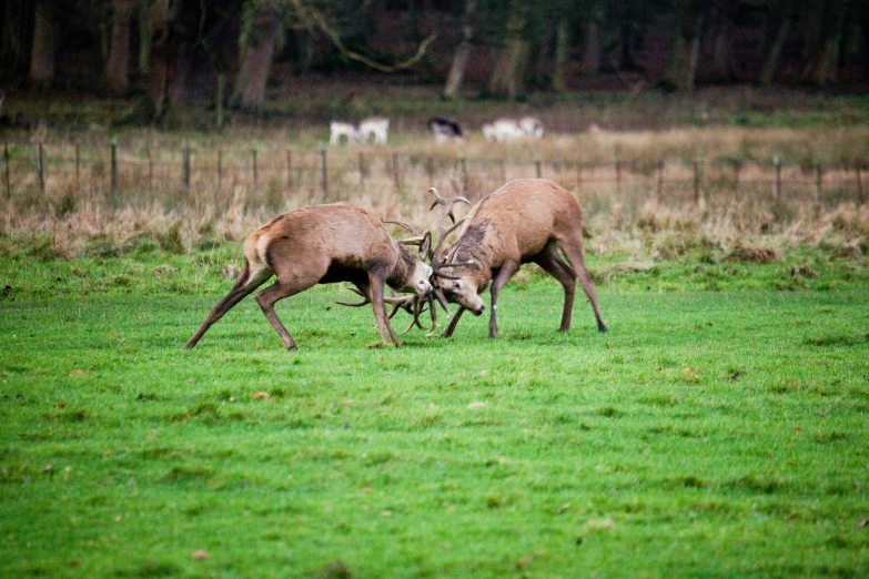 two deer fight in the grass outside