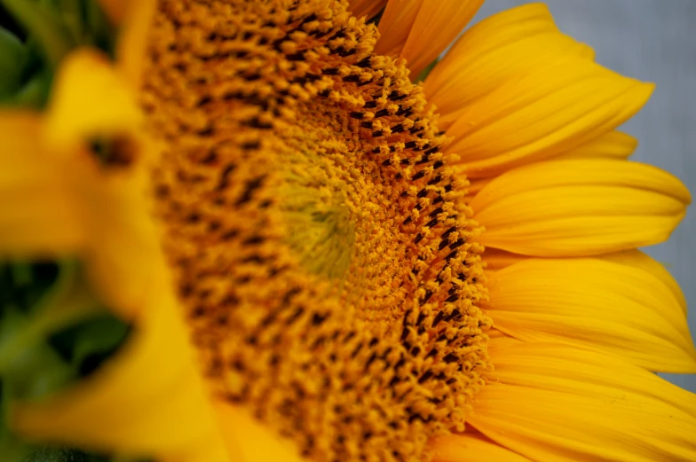 a large sunflower with large leaves in front of a gray background