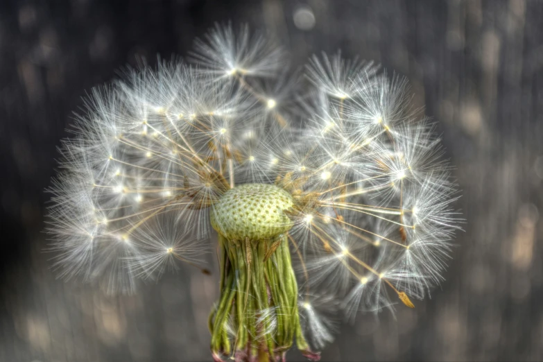 a dandelion with small white seeds blowing on it