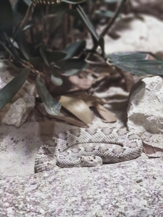 a snake on a concrete slab in the leaves