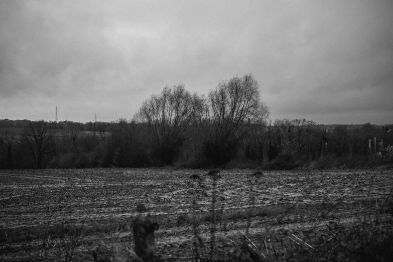 black and white landscape of barren trees, grass, and a fence