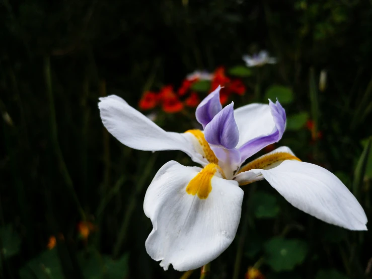 an open flower with white and purple petals