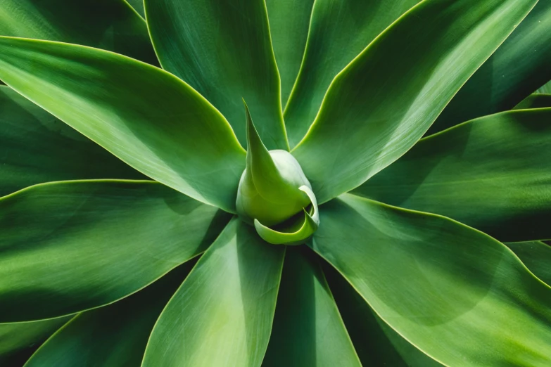 an overhead s of a green plant with water droplets