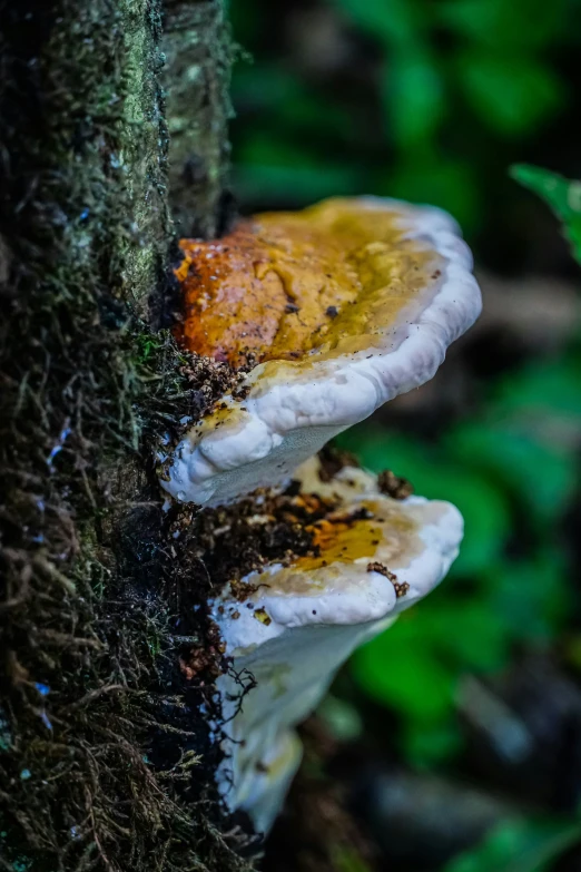 a mushroom grows on the side of a mossy tree