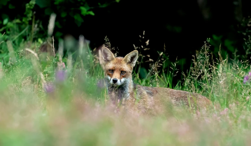 a red fox in tall grass and flowers