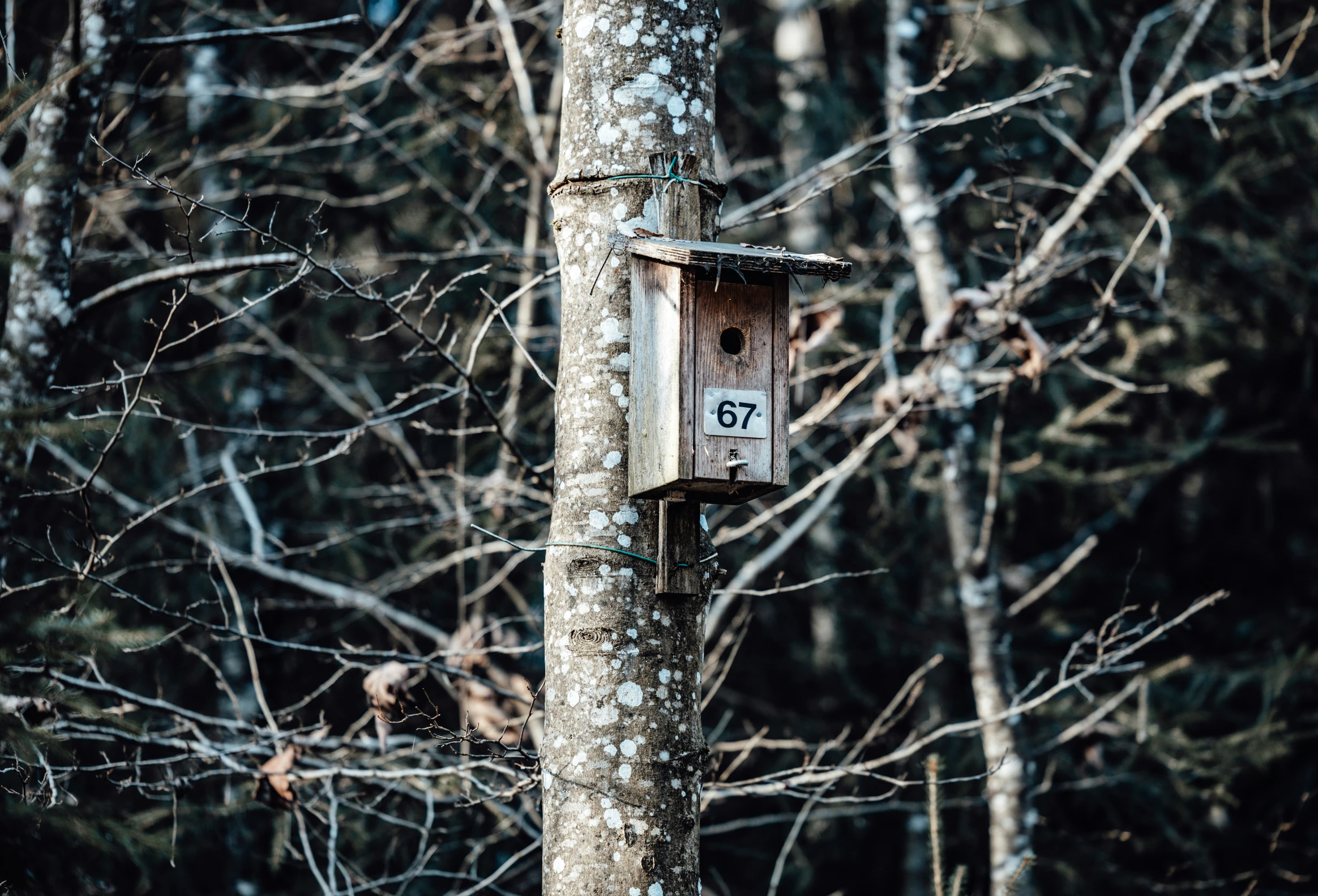 a bird house is on the tree in the forest