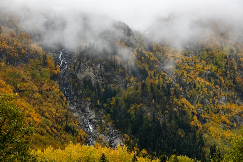 mountains covered in trees surrounded by mist and clouds