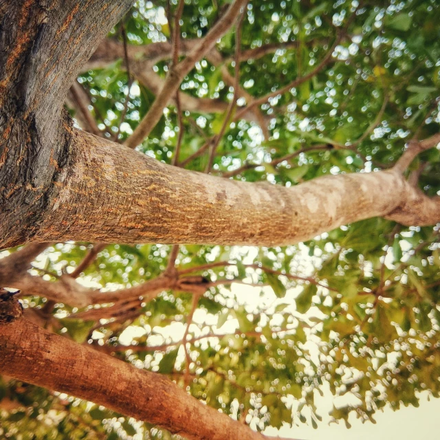 a tree's trunk is up close, reaching upwards to the nches