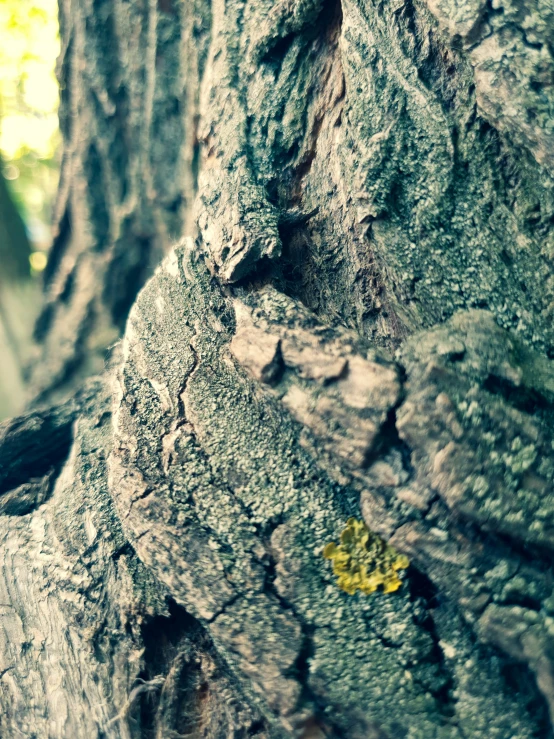 an up close look at the bark of a large tree