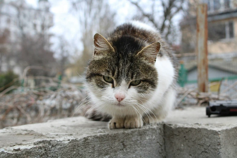 there is a cat sitting on a wall